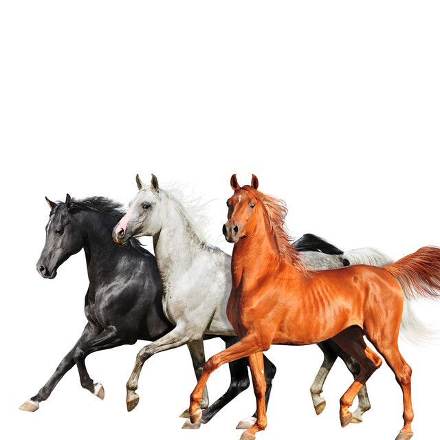 متن آهنگ Old Town Road - Diplo Remix از Lil Nas X کاور آهنگ Old Town Road - Diplo Remix از Lil Nas X